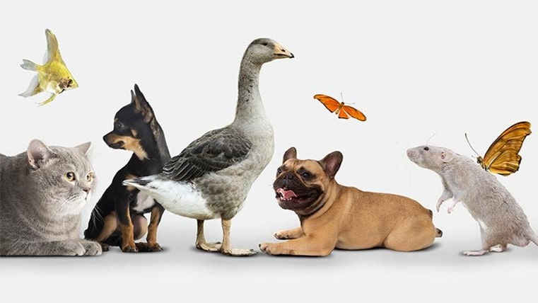 قوانین نگهداری از حیوانات در واحد مسکونی