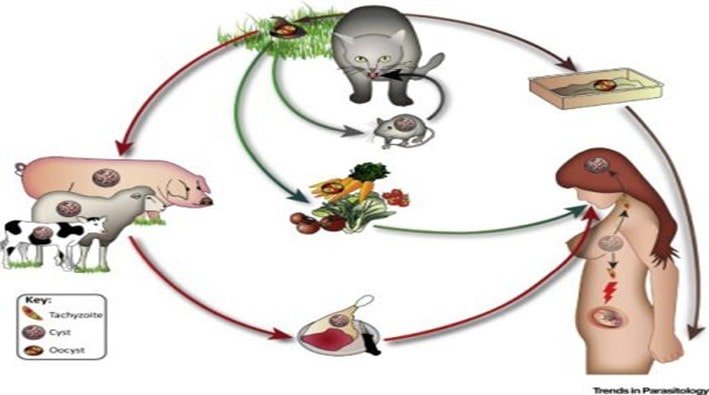 قوانین نگهداری از حیوانات در واحد مسکونی