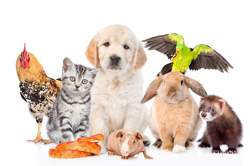 قوانین نگهداری از حیوانات در آپارتمان